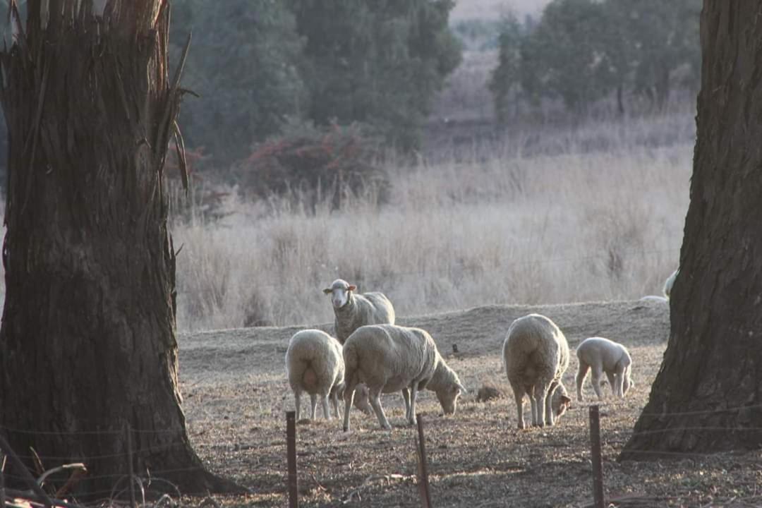 Wakkerstroom Forellenhof Guest Farm מראה חיצוני תמונה