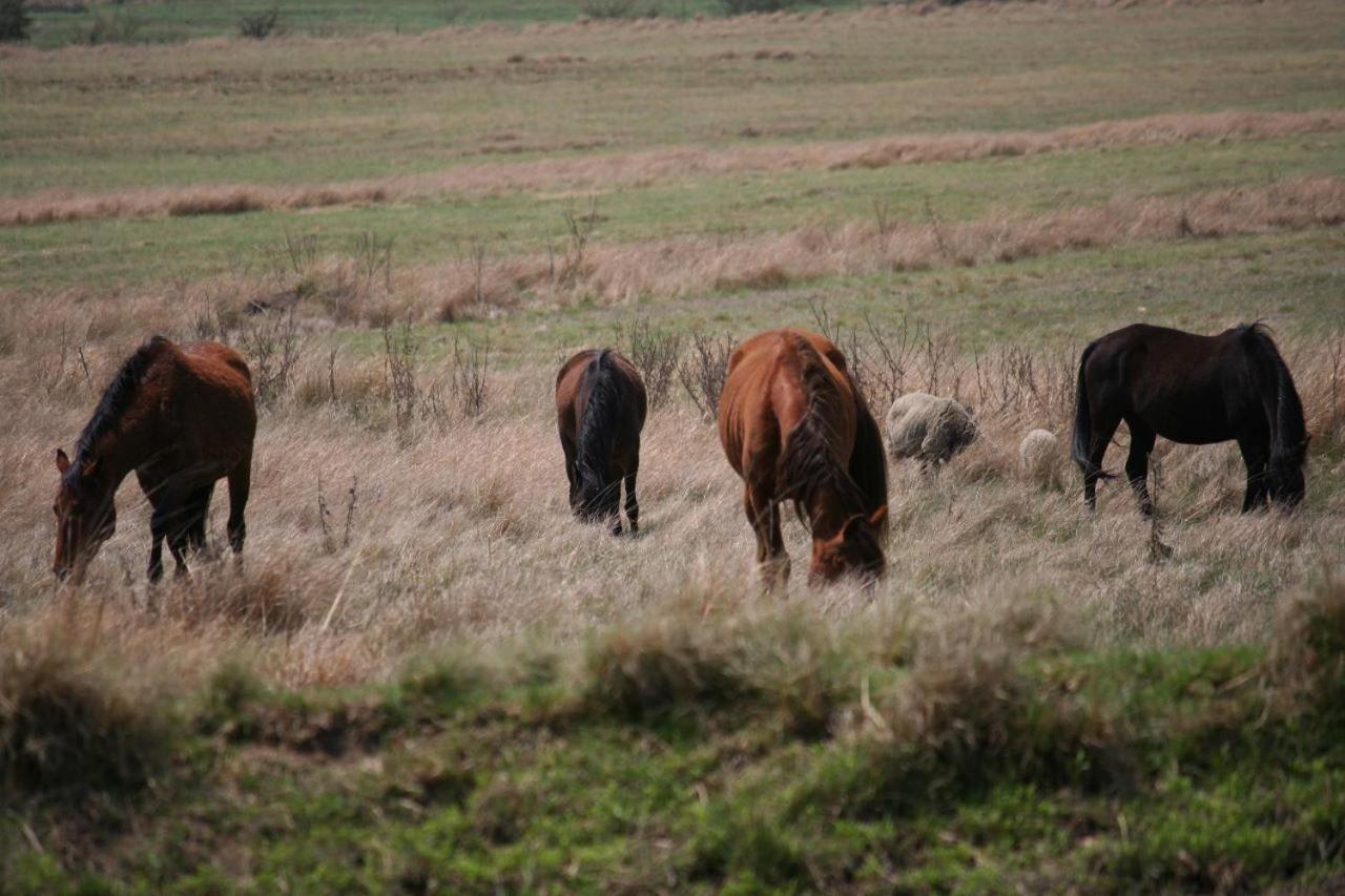 Wakkerstroom Forellenhof Guest Farm מראה חיצוני תמונה