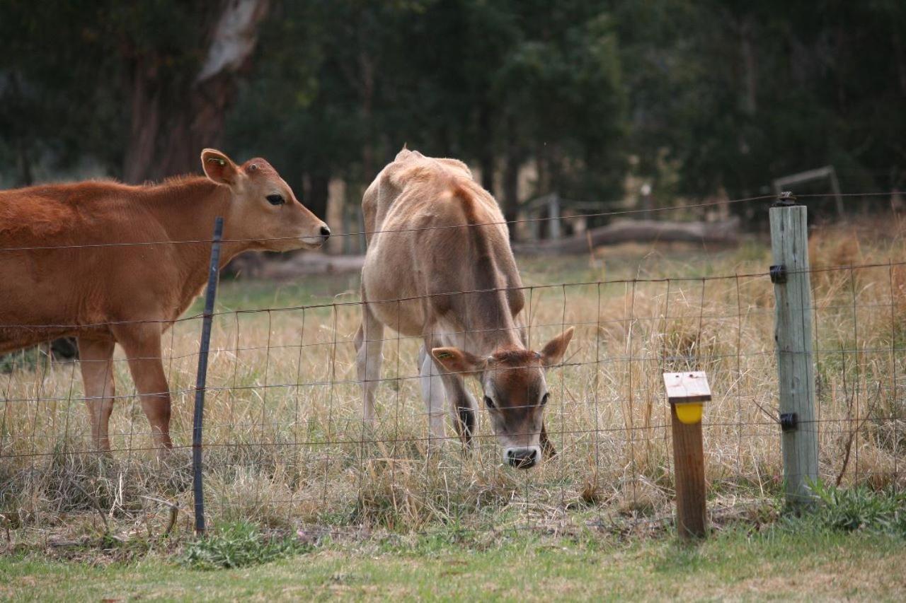 Wakkerstroom Forellenhof Guest Farm מראה חיצוני תמונה