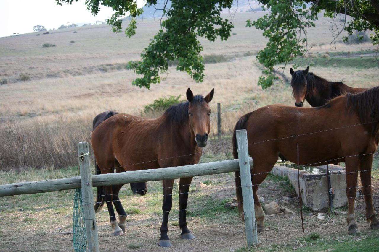 Wakkerstroom Forellenhof Guest Farm מראה חיצוני תמונה